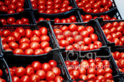 فروش گوجه فرنگی