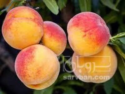 فروش هلوزعفرانی