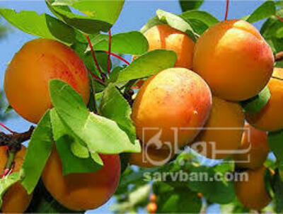 فروش زردآلو