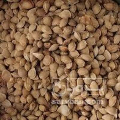 فروش هسته زردآلو