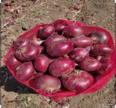 فروش پیاز قرمز