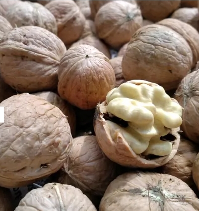 فروش گردو