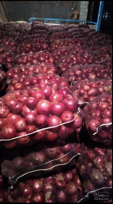 فروش پیاز قرمز