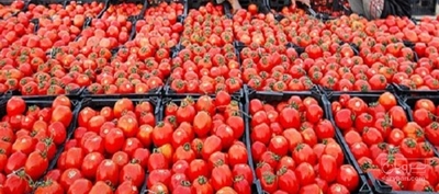 فروش گوجه فرنگی