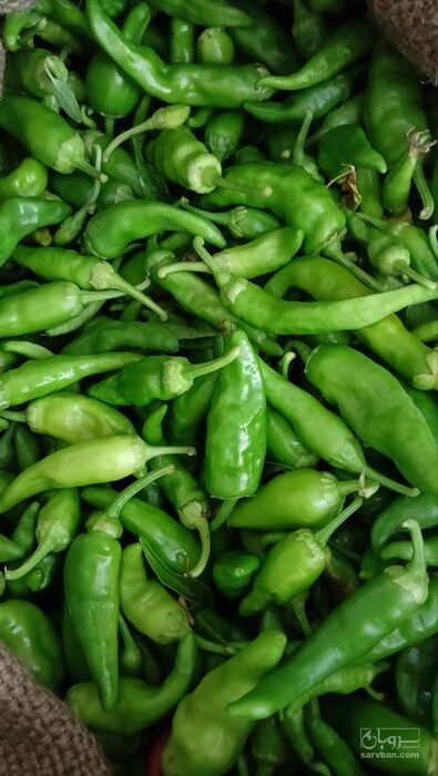 فروش فلفل شیرین