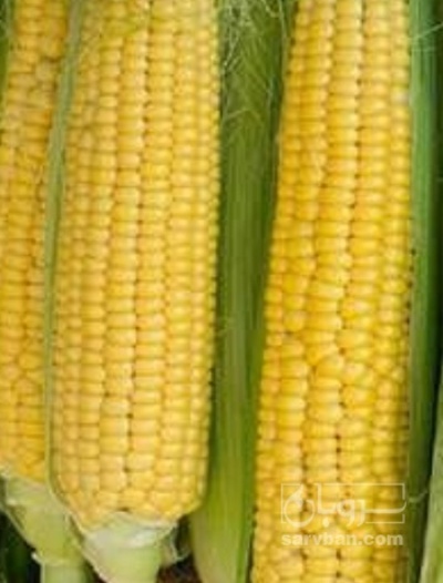 فروش ذرت