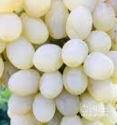 فروش انگور رطبی