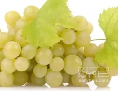 فروش انگور عسگری