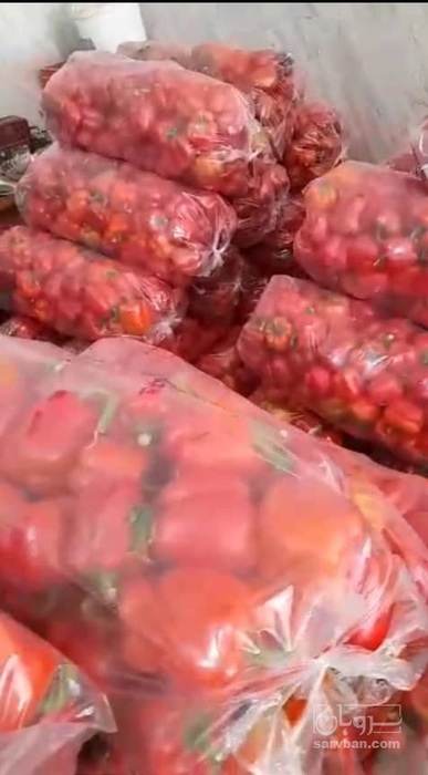 فروش عمده فلفل دلمه ای درجه۲ ویژه کارخانه اسلایس، انجماد، سس سازی