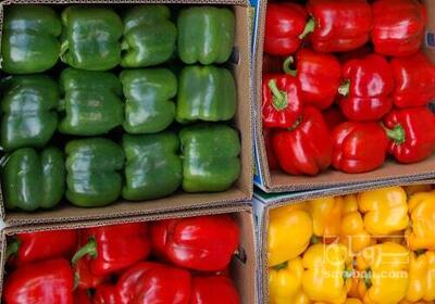 فروش عمده فلفل دلمه ای رنگی