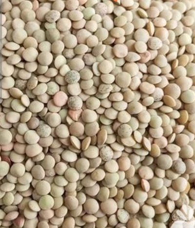 فروش عدس