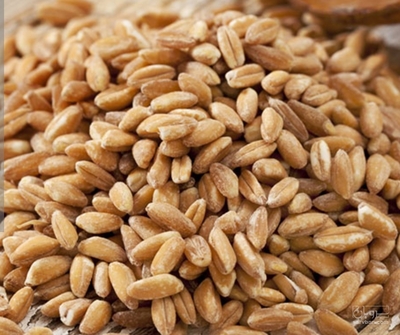 فروش گندم