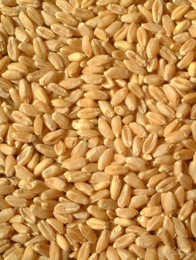 فروش گندم