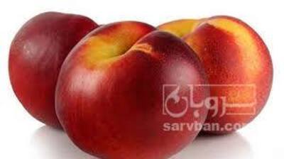 فروش شلیل