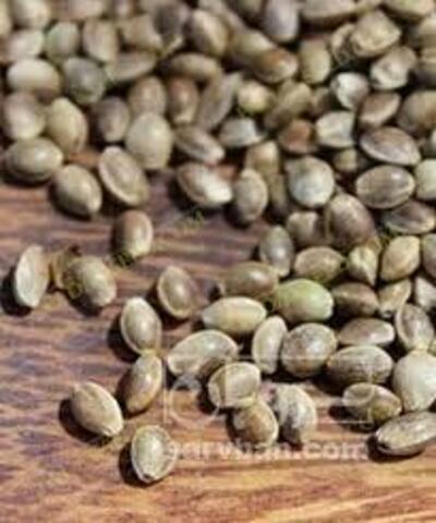 فروش شاهدانه (گیاه‌ دارویی)