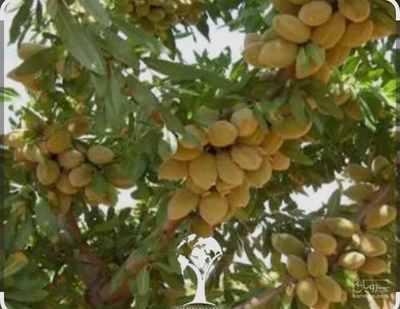 فروش بادام