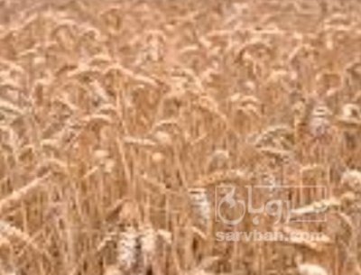 فروش گندم