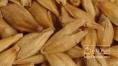 فروش جو