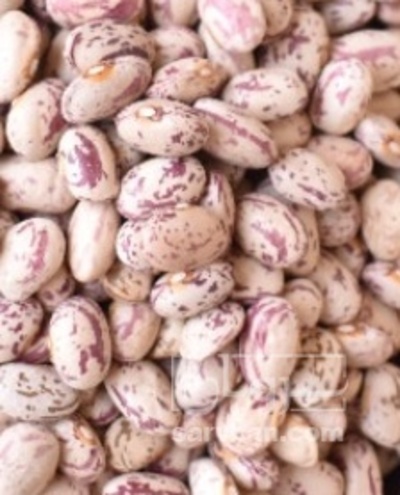 فروش لوبیا چیتی
