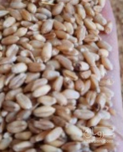 فروش گندم