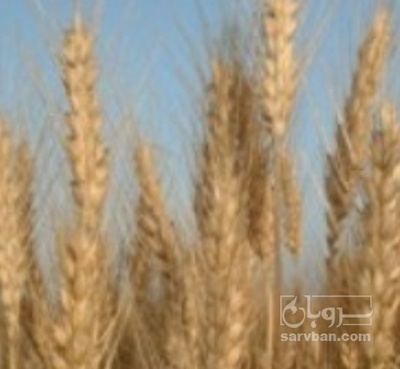فروش جو