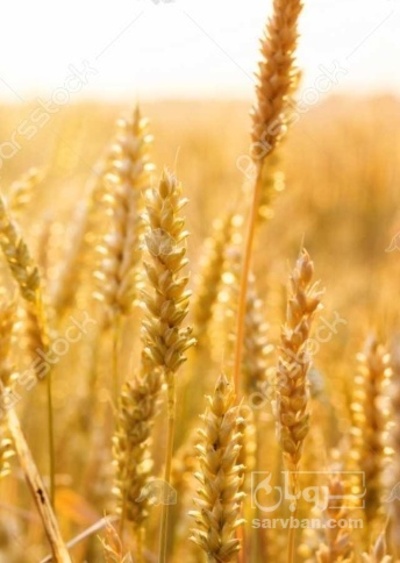فروش گندم