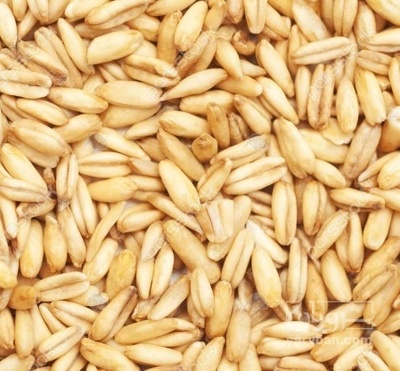 فروش جو
