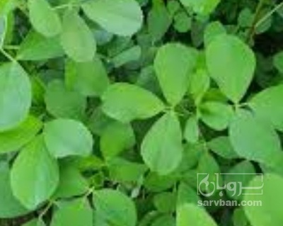 فروش یونجه