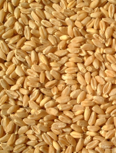 فروش گندم