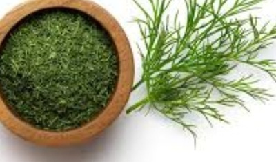 فروش شوید خشک (گیاه‌ دارویی)