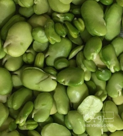 فروش باقلا تازه - باقالی - باقالا