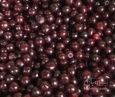 فروش آلبالو منجمد بدون هسته رسمی