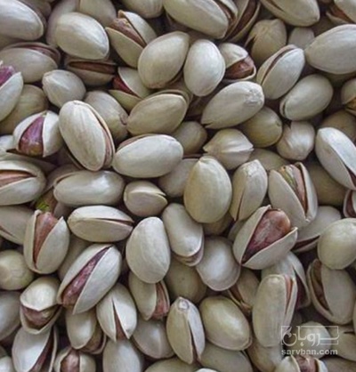 فروش پسته کله قوچی