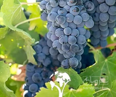 فروش انگور سیاه