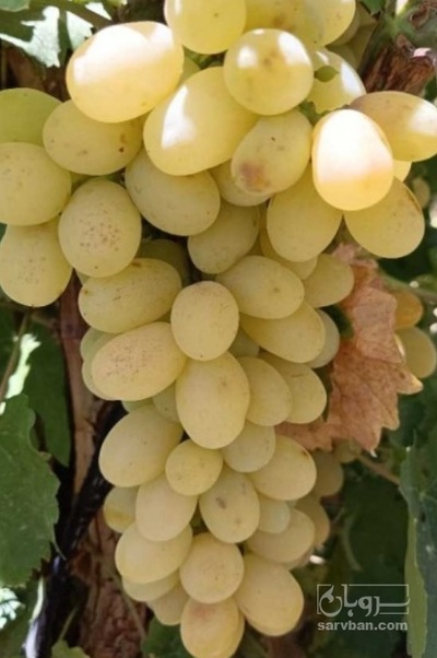 فروش انگور رطبی