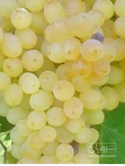 فروش انگور ریش بابا