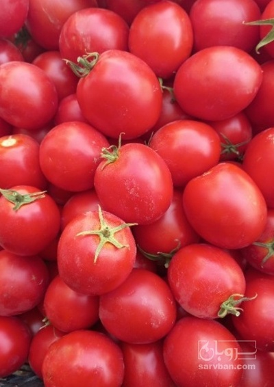 فروش گوجه فرنگی ربی