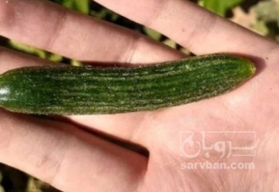 فروش خیار خیار شوری