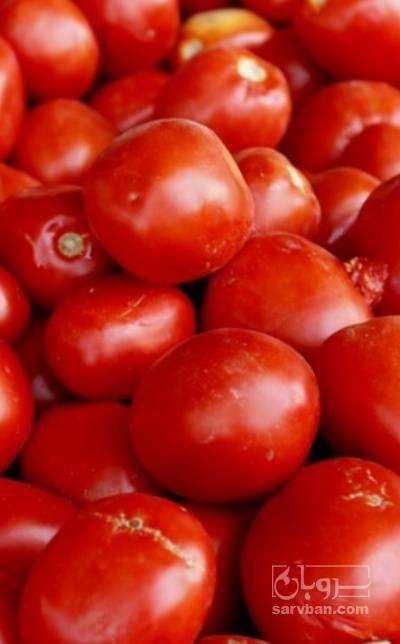 فروش گوجه فرنگی ربی