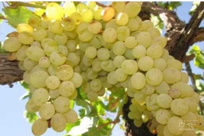 فروش انگورسبزکشمشی