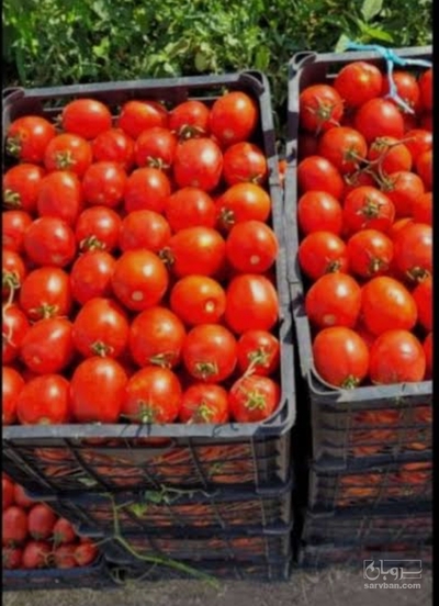 فروش گوجه فرنگی ربی