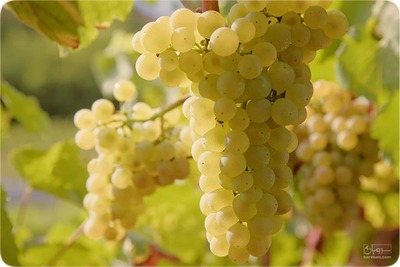 فروش انگور