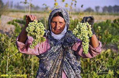 فروش انگور