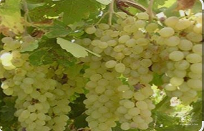 فروش انگورسبزکشمشی
