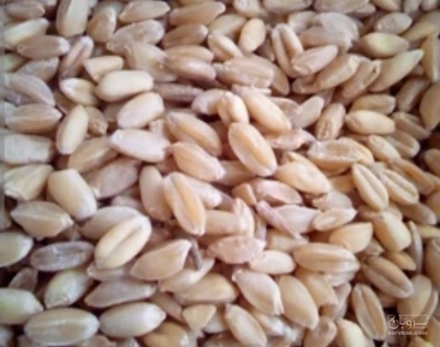 فروش گندم