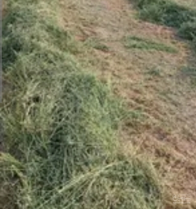 فروش یونجه