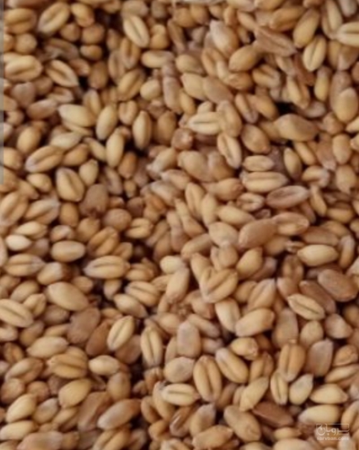 فروش گندم