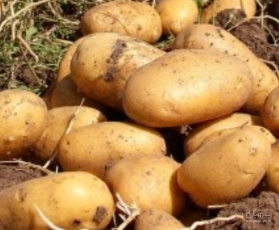 فروش سیب زمینی