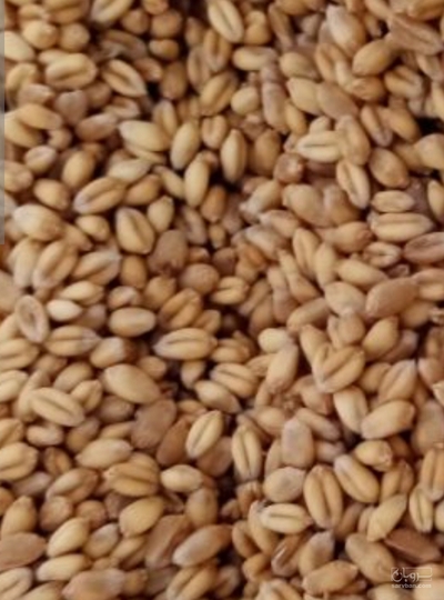فروش گندم