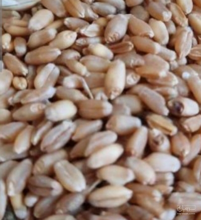 فروش گندم